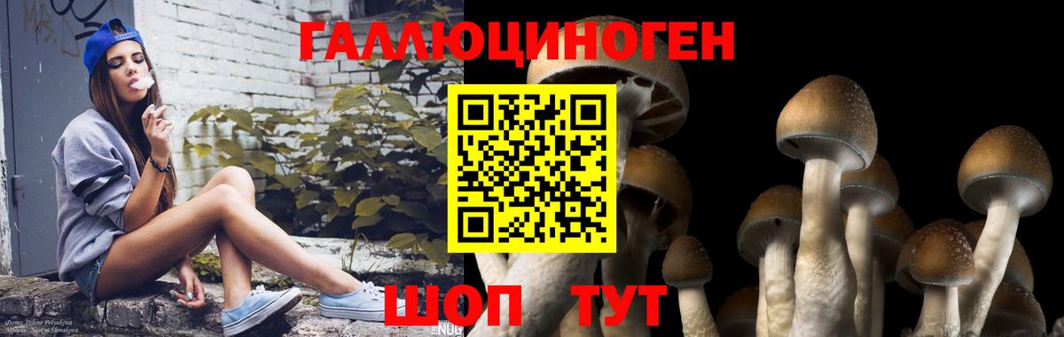 Елизово  Галлюциногенные грибы Psilocybe  Вход с VPN 